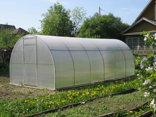 Теплица сибирская: характеристика и правила сборки