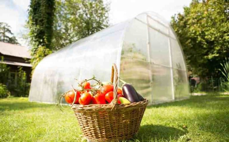 Теплицы урожай: характеристика видов и правила эксплуатации