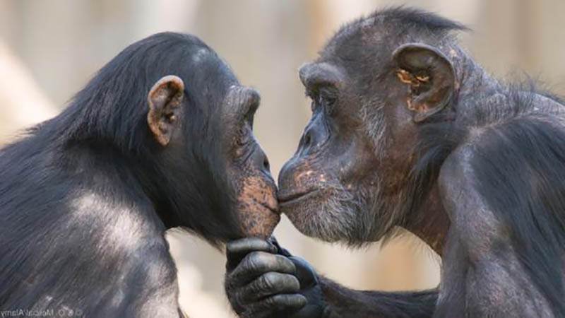 Тигр и обезьяна — совместимость мужчины и женщины