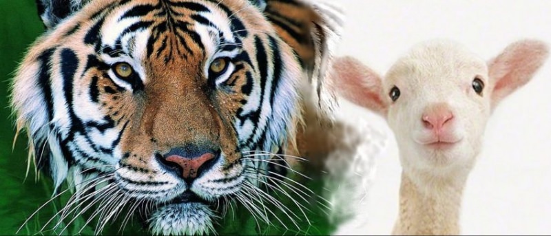 Тигр и обезьяна — совместимость мужчины и женщины в любви