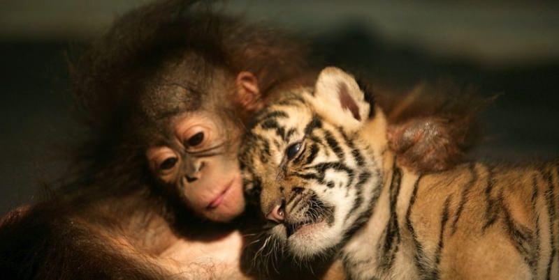 Тигр и обезьяна — совместимость мужчины и женщины в любви