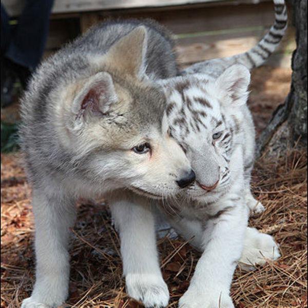 Тигр и собака — совместимость мужчины и женщины в любви