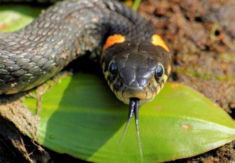 Тигр мужчина и Змея женщина — совместимость в любви и браке