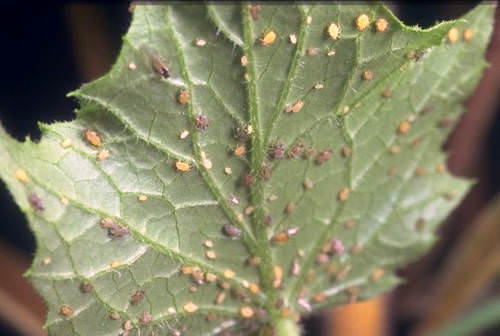 Тля на огурцах: почему она появляется и как с ней бороться