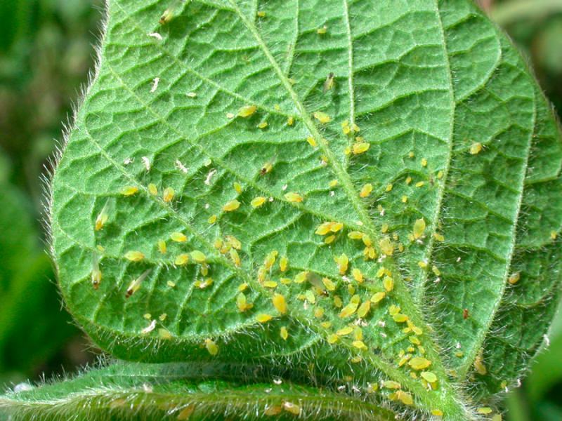 Тля на огурцах: почему она появляется и как с ней бороться