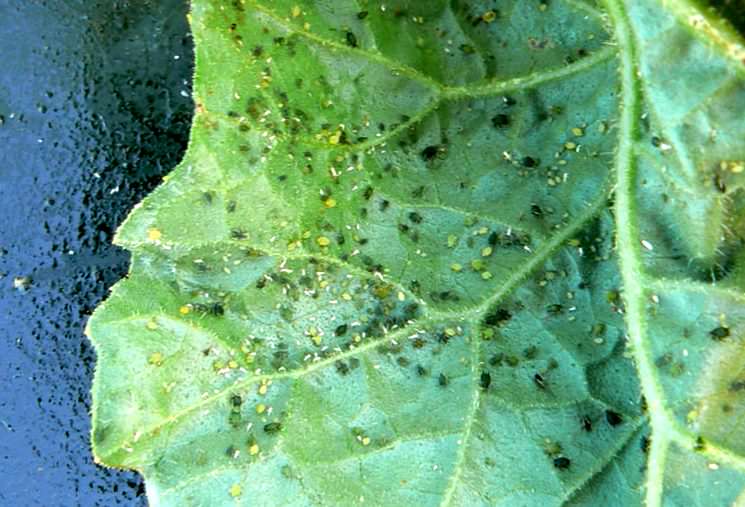 Тля на огурцах: почему она появляется и как с ней бороться