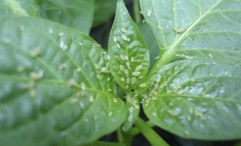 Тля на перцах в теплице: как бороться с вредителем