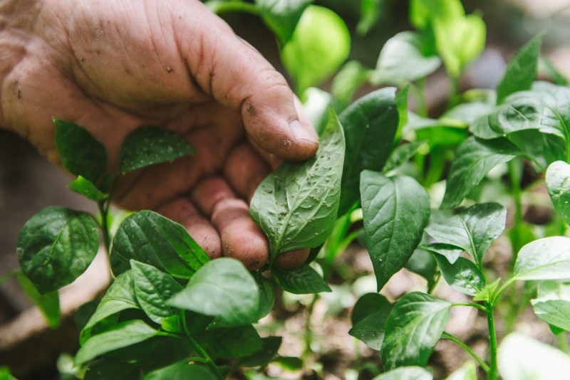 Тля на перцах в теплице: как бороться с вредителем