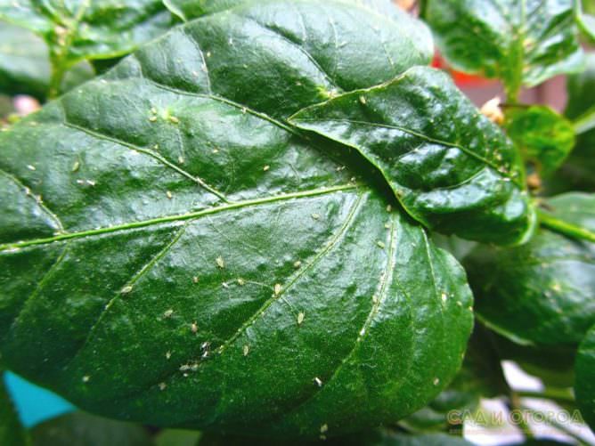 Тля на перцах в теплице: как бороться с вредителем