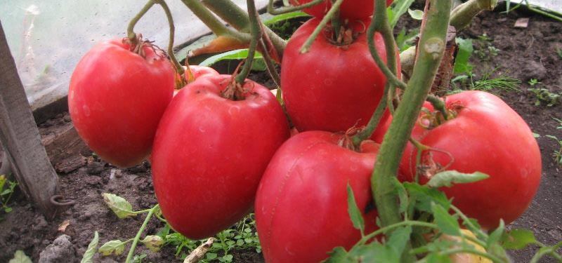 Томат «большая мамочка»: описание и отзывы с фото
