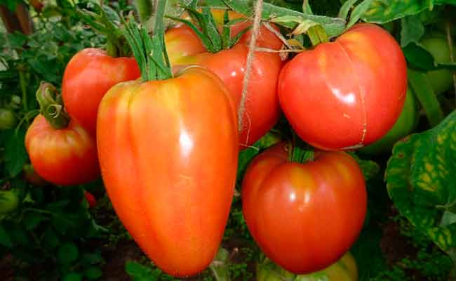 Томат буденовка: сортовое описание и отзывы огородников