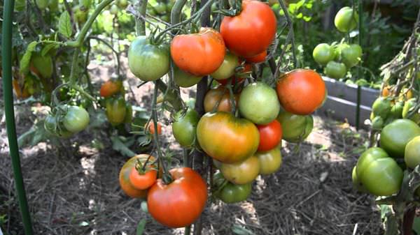 Томат дубрава: характеристика и преимущества сорта