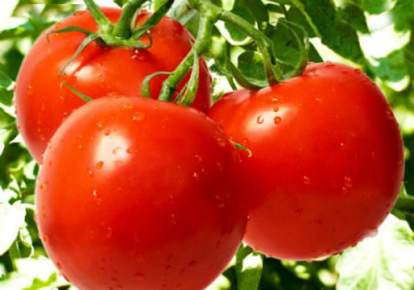 Томат дубрава: характеристика и преимущества сорта