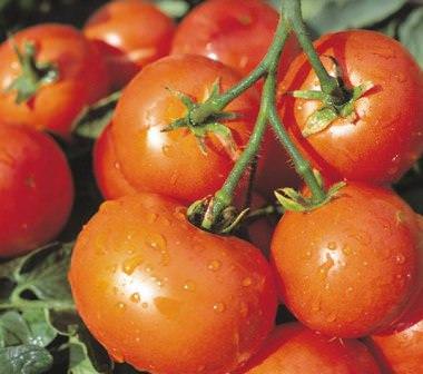 Томат дубрава: характеристика и преимущества сорта