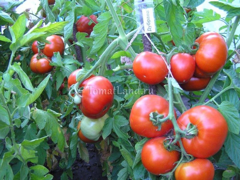 Томат дубрава: характеристика и преимущества сорта