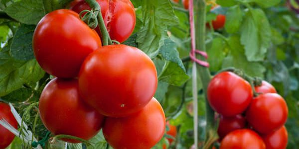 Томат ямал: характеристики и особенности сорта