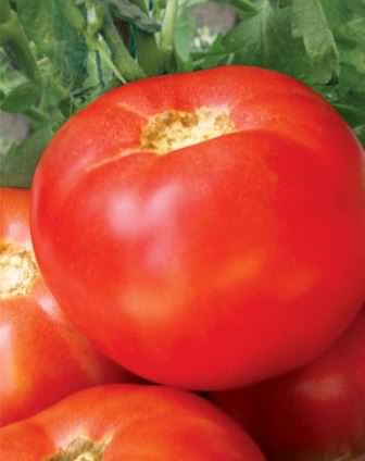 Томат ямал: характеристики и особенности сорта