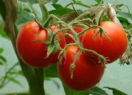 Томат ямал: характеристики и особенности сорта