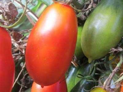 Томат каспар: основная характеристика и описание сорта