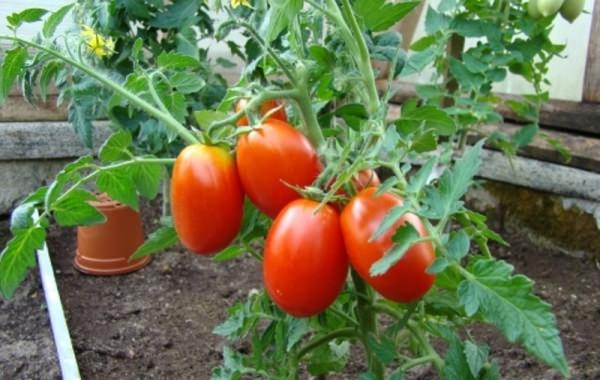 Томат каспар: основная характеристика и описание сорта