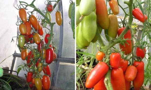 Томат каспар: основная характеристика и описание сорта