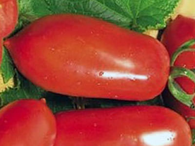 Томат каспар: основная характеристика и описание сорта