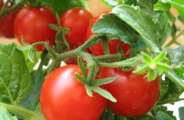 Томат красным красно: достоинства сорта и правила выращивания