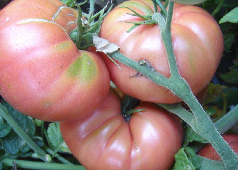 Томат микадо розовый: сортовая характеристика и отзывы дачников