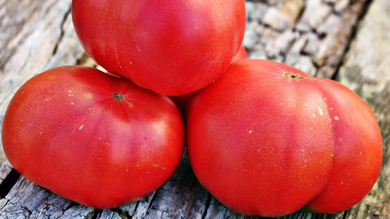 Томат микадо розовый: сортовая характеристика и отзывы дачников