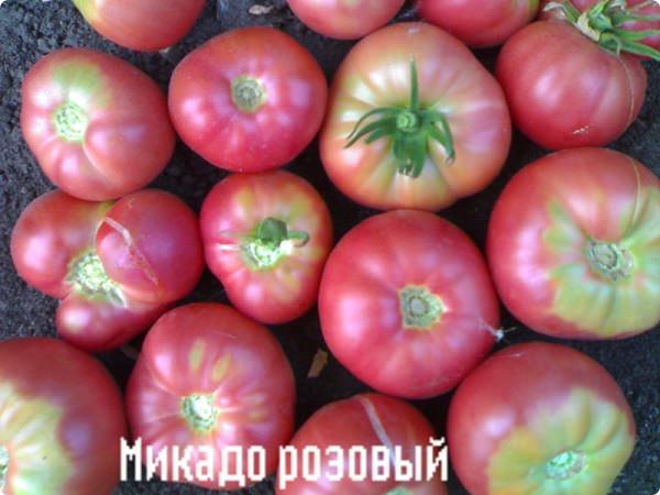 Томат микадо розовый: сортовая характеристика и отзывы дачников