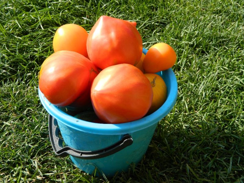 Томат мишка косолапый: характеристика сорта и отзывы огородников