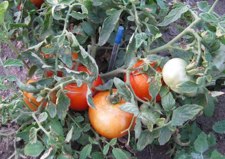 Томат монгольский карлик: особенности агротехники и отзывы с фото