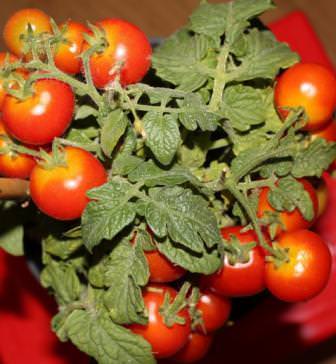 Томат монгольский карлик: особенности агротехники и отзывы с фото