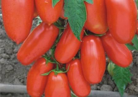 Томат московский деликатес: сортовое описание и этапы выращивания