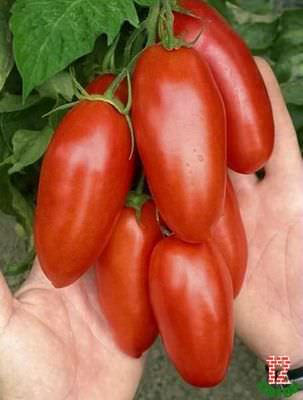 Томат московский деликатес: сортовое описание и этапы выращивания