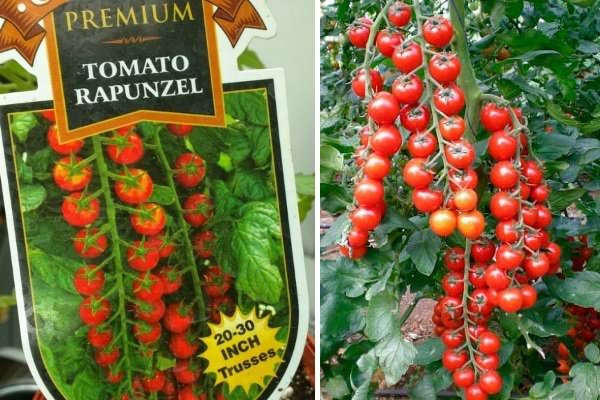 Томат рапунцель: особенности сорта и правила выращивания