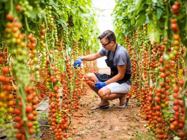 Томат рапунцель: особенности сорта и правила выращивания