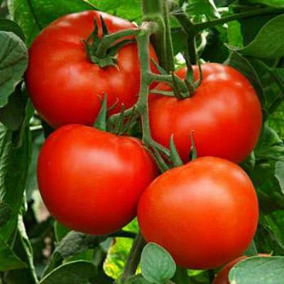 Томат снегопад f1: подробное описание и отзывы