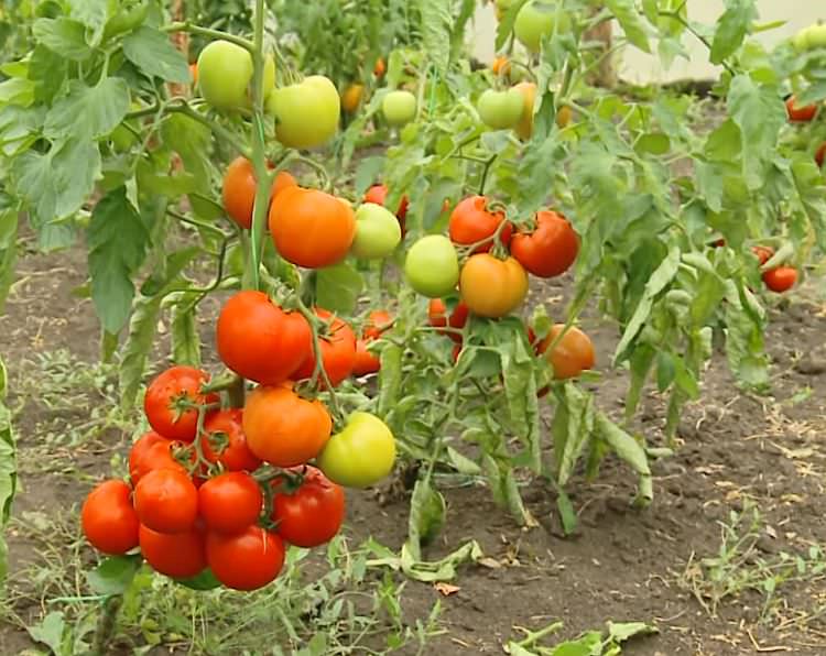 Томат снегопад f1: подробное описание и отзывы