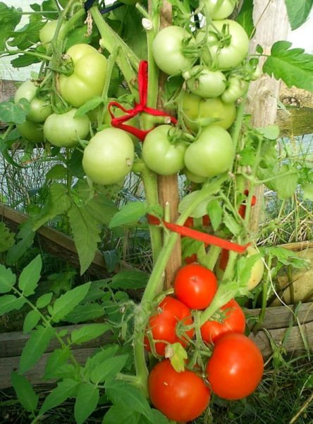 Томат снегопад f1: подробное описание и отзывы