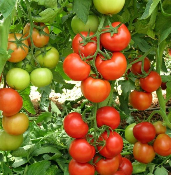 Томат снегопад f1: подробное описание и отзывы