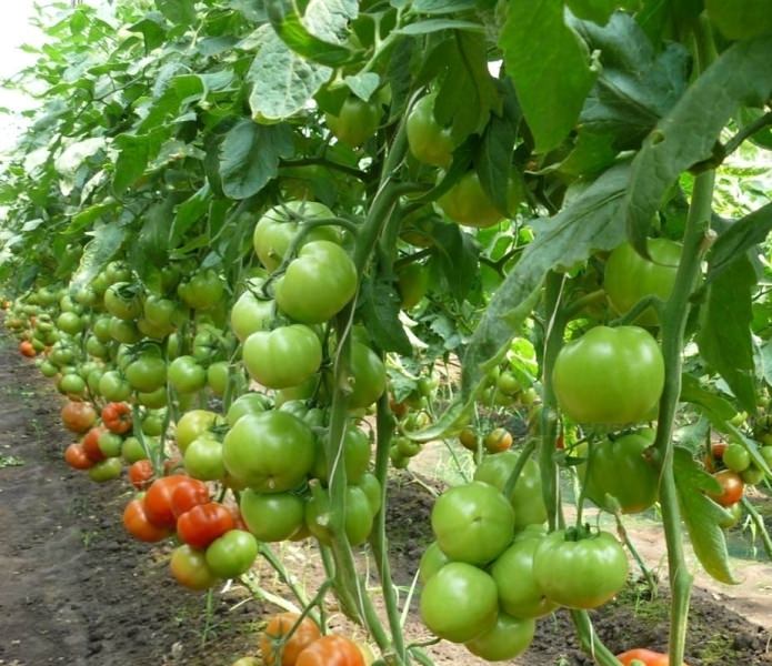 Томат снегопад f1: подробное описание и отзывы