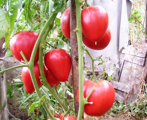 Томат сорта чудо земли: характеристика и советы по выращиванию