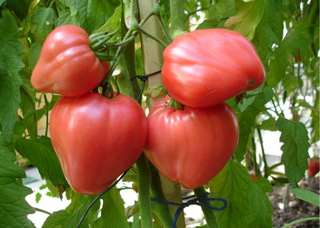 Томат сорта чудо земли: характеристика и советы по выращиванию