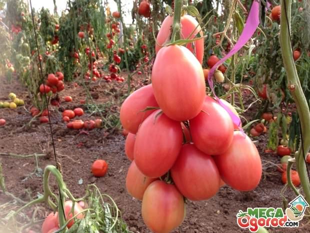 Томат сорта розовый фламинго