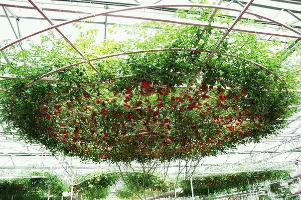 Томат спрут f1: секреты выращивания помидорного дерева