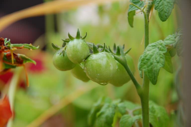 Томат третьяковский: сортовая характеристика и правила агротехники