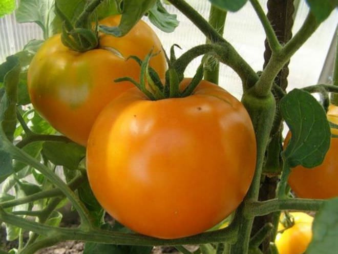 Томата хурма: сортовая характеристика и технология выращивания