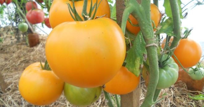 Томата хурма: сортовая характеристика и технология выращивания