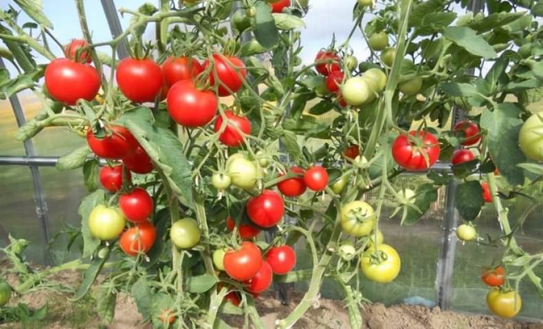 Томата верлиока: описание и отзывы о сорте